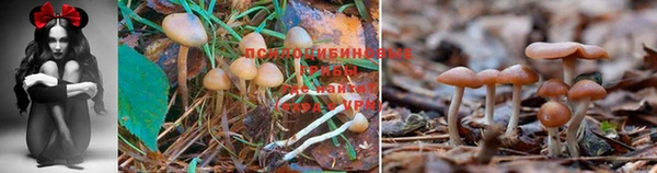 а пвп мука Дмитриев